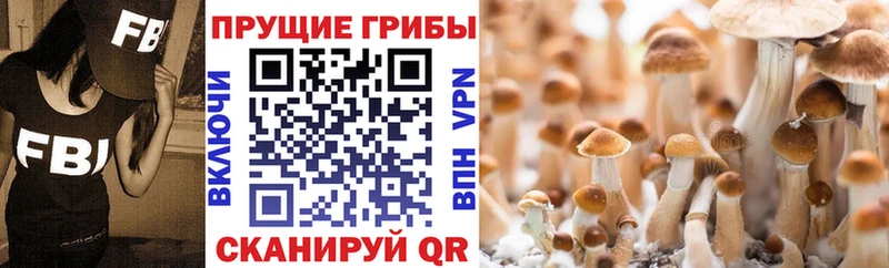 наркота  Казань  Псилоцибиновые грибы Psilocybe 